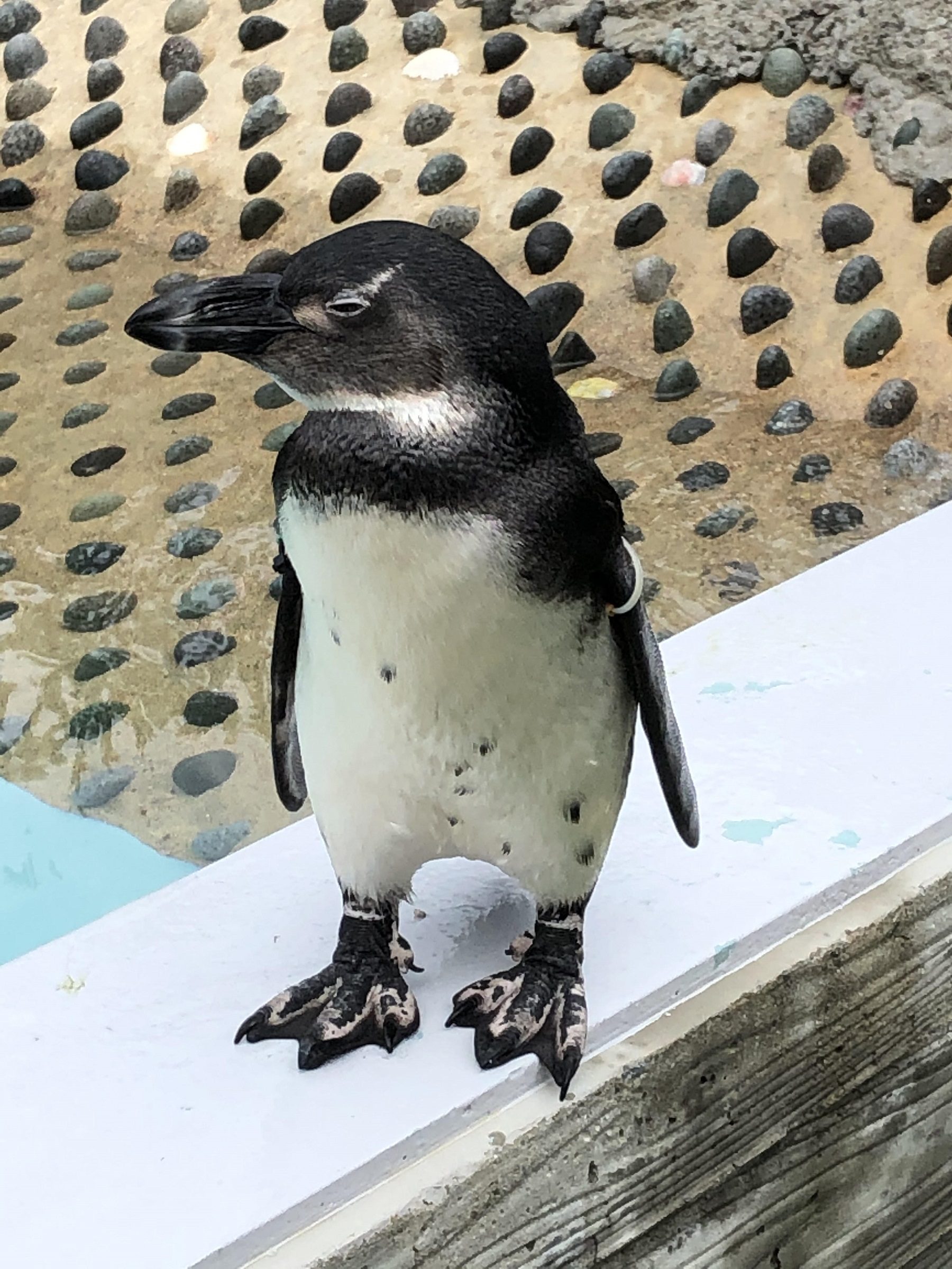 ATU　連休　海の中道　ペンギン